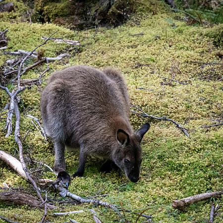 Pademelon Cradle Mountain - 1