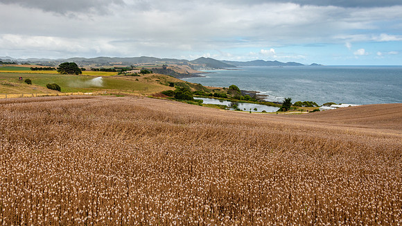 Opium Poppy Fields