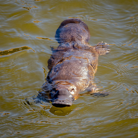 Duck Billed Platypus -2
