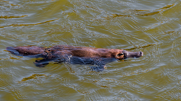 Duck Billed Platypus -4