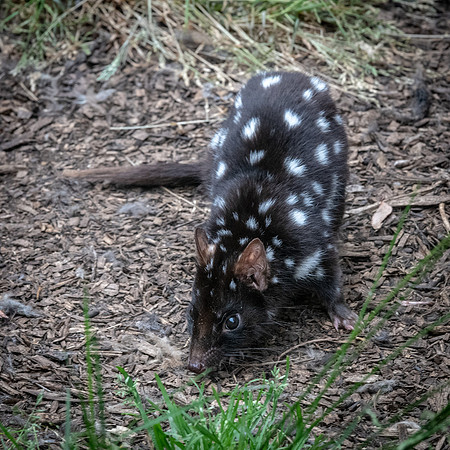 Eastern Quoll -1