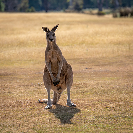 Eastern Grey Kangaroo (Forester Kangaroo) -2