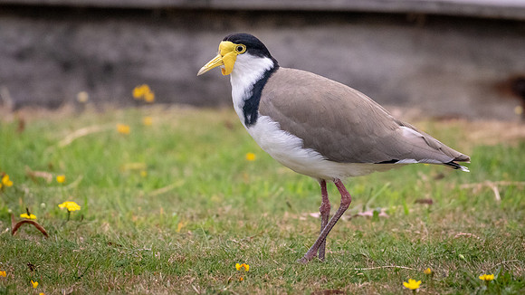 Masked Lapwing, Strahan