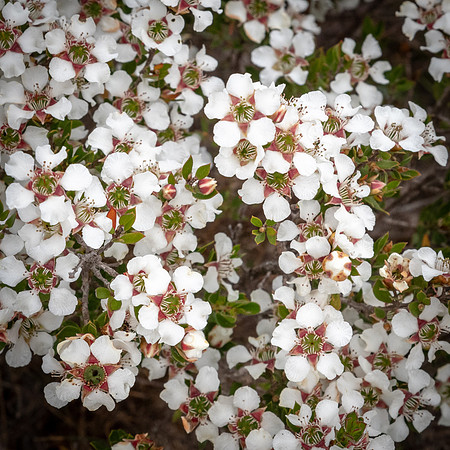 Leptospermum