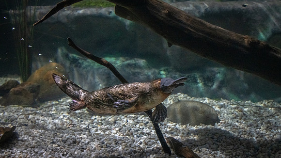 Duck Billed Platypus Underwater