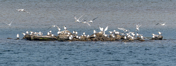 Crested Terns, Macquarie Heads - 1
