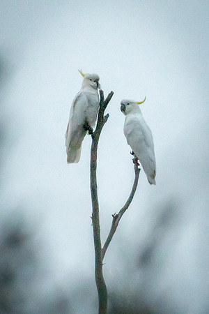Sulphur Crested Cockatoo