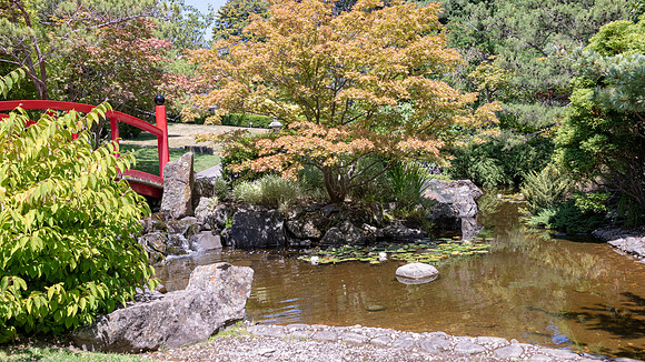 Japanese Garden, Royal Tasmanian Botanical Gardens - 7