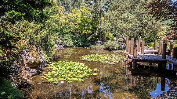 Japanese Garden, Royal Tasmanian Botanical Gardens - 4