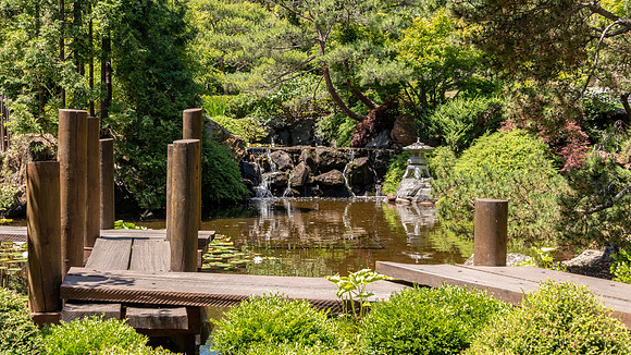 Japanese Garden, Royal Tasmanian Botanical Gardens - 2