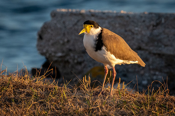 Masked Lapwing -2