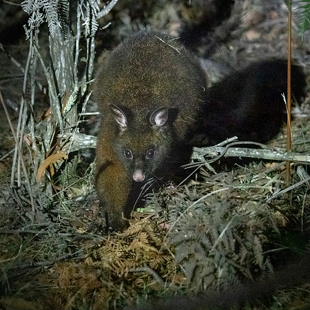 Brush-tailed Possum -2