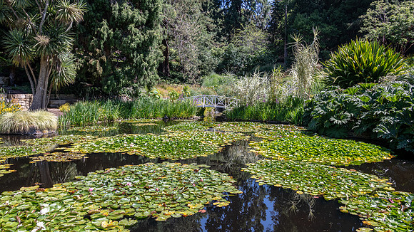 Royal Tasmanian Botanical Gardens - 4