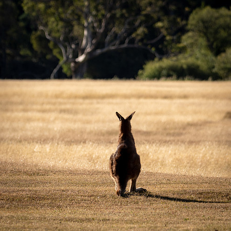 Eastern Grey Kangaroo (Forester Kangaroo) -4