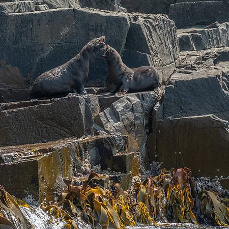 Australian Fur Seals, Bruny Island -6