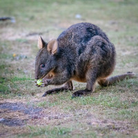 Pademelon -3