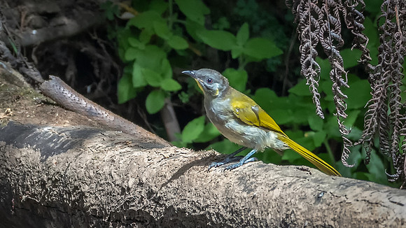 Yellow-throated Honeyeater
