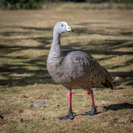 Cape Barren Goose -1