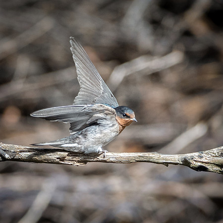 Welcome Swallow -1