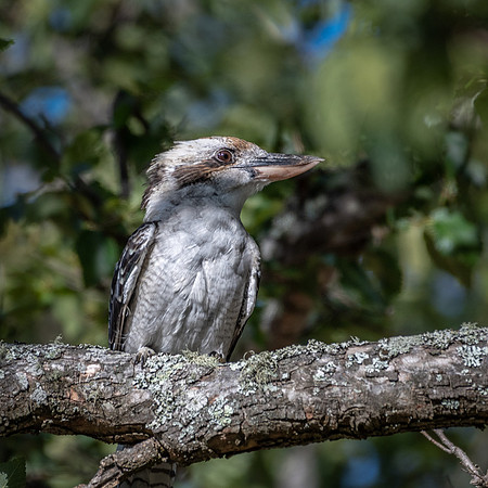 Kookaburra -1