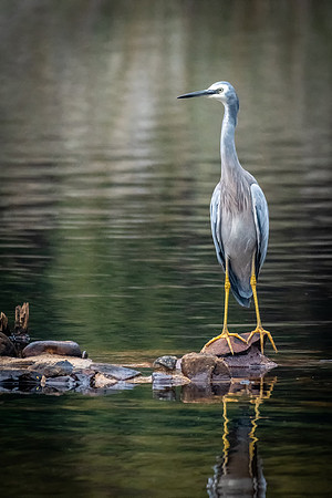 White Faced Heron, Strahan