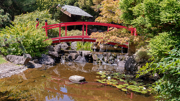 Japanese Garden, Royal Tasmanian Botanical Gardens - 5