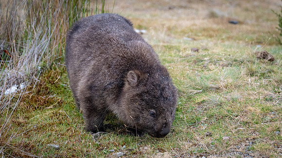 Wombat -1