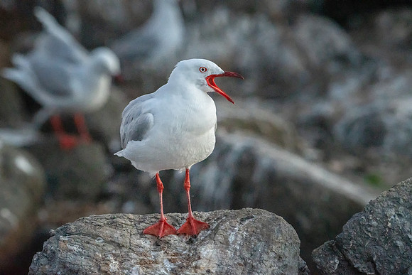 Silver Gull -1