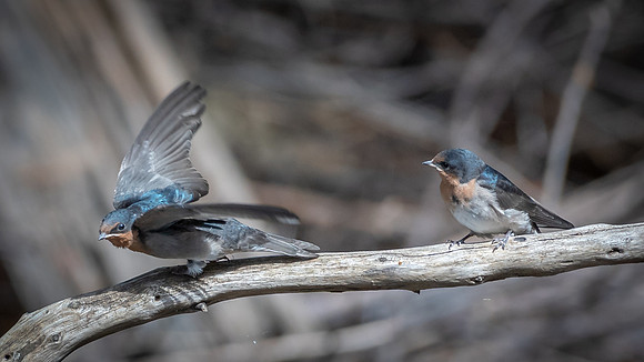 Welcome Swallow -2