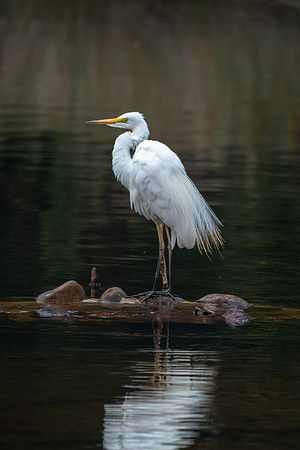 Great Eastern Egret, Strahan -2