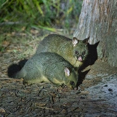 Brush-tailed Possum -1