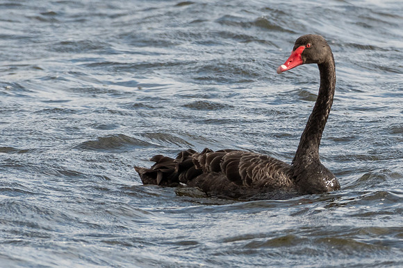 Black Swan -1