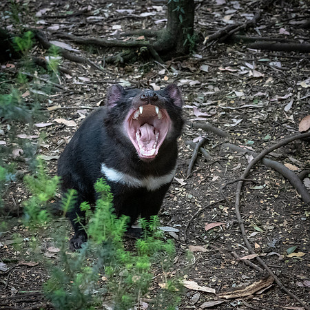 Tasmanian Devil - 2
