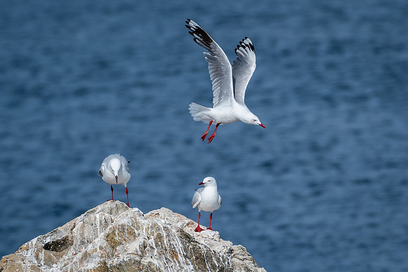 Silver Gulls, Macquarie Heads