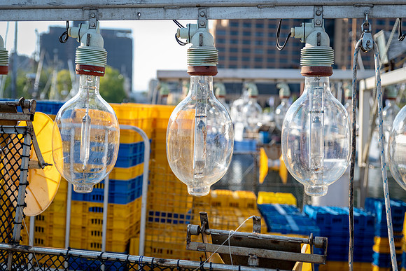 Squid Boat Lights
