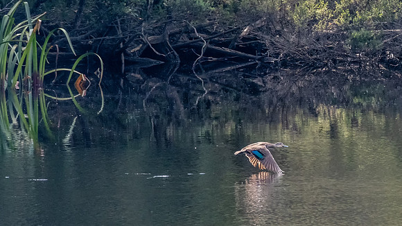 Pacific Black Duck, Gordon River -2