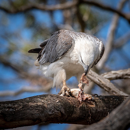 Sea Eagle, Arthur River -5