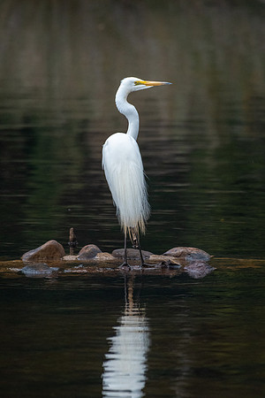 Great Eastern Egret, Strahan -1