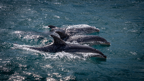 Common Dolphins, Freycinet NP -1