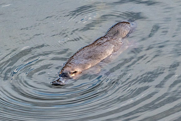 Duck Billed Platypus -5