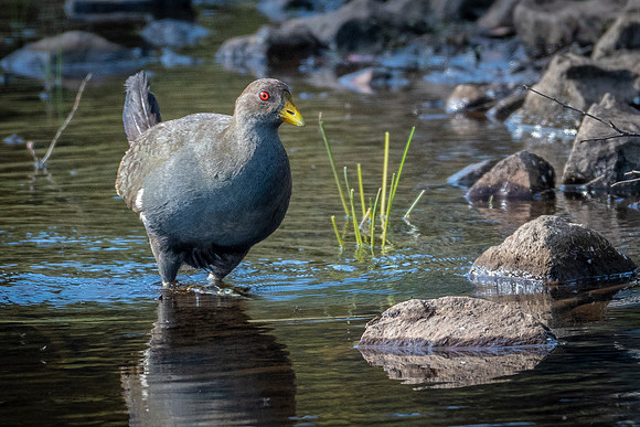 Tasmanian Native Hen -1