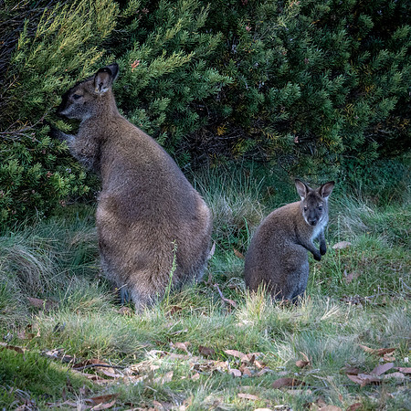 Red Necked Wallaby, Cradle Mountain