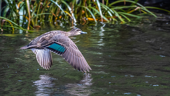 Pacific Black Duck, Arthur River