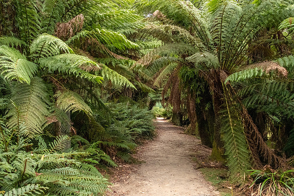 Fern Glade Reserve, Burnie - 1