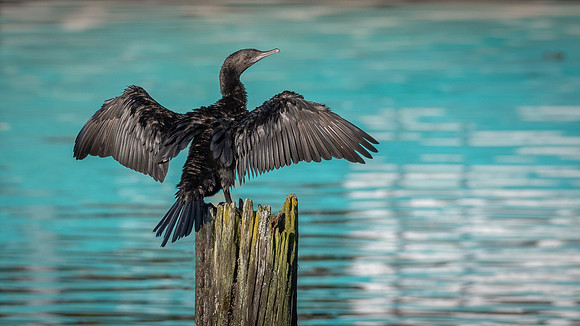 Little Black Cormorant -1