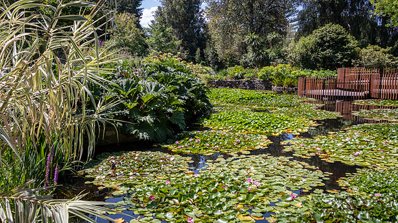 Royal Tasmanian Botanical Gardens - 2