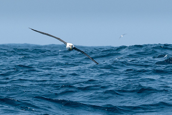 Shy Albatross - Bruny Island -1