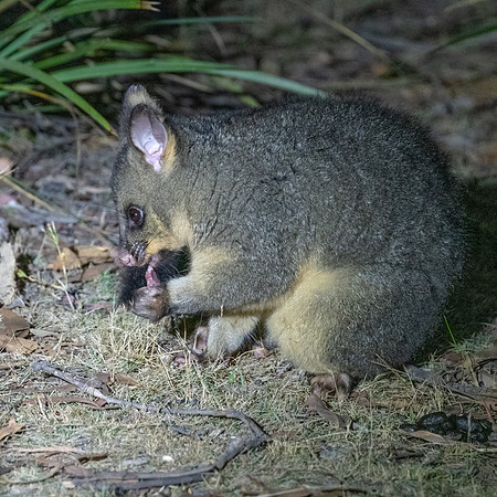 Brush-tailed Possum -3