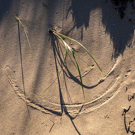 Grass & Sand