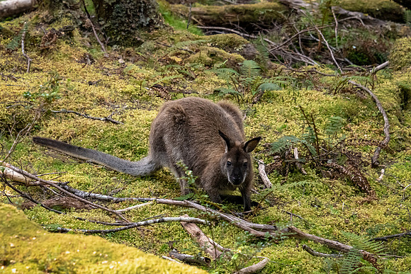 Pademelon Cradle Mountain - 2